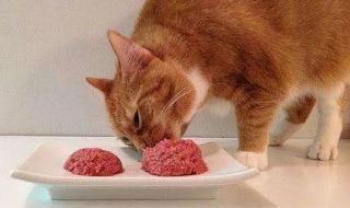 猫为啥不能吃 猫不能吃的东西